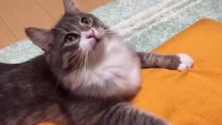 結果的に首の体操になった猫 ノルウェージャンフォレストキャット Cat, the neck of gymnastics to. Norwegian Forest Cat.