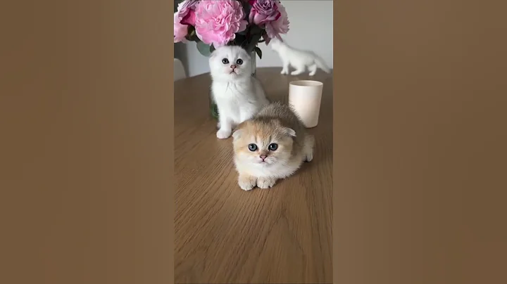 Video 9795761: beautiful scottish fold, scottishfoldcat cats