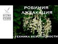 Робиния лжеакация. Техника безопасности