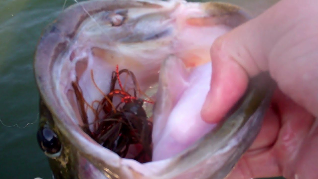 bass fishing at night Jig Fishing Basics - A Schooling Bass, Deep Water, Big Fish Technique
