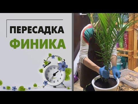 Пересадка финика - легко, быстро и просто. Небольшой мастер класс: пересаживаем финиковую пальму.