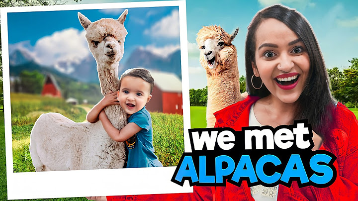 Asher met ALPACAS || Most Scenic DRIVE in New Zealand 😱