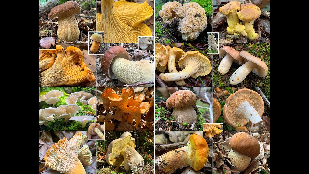 Pilze im August | Alle Pilzwanderungen im August 2020 am Stück | Viele ...