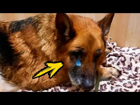 Video: Kā dot savu suņu medikamentu