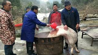 Pig Slaughter-Complete records of killing pigs in rural areas, killing pigs and eating meat