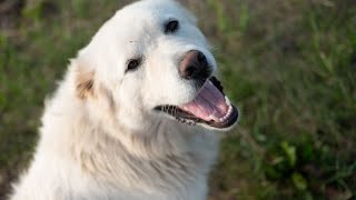 Living with a Great Pyrenees Dog in an Apartment