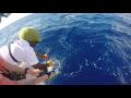 2017 Bermuda Billfish Blast | Team Just A Dog | White Marlin
