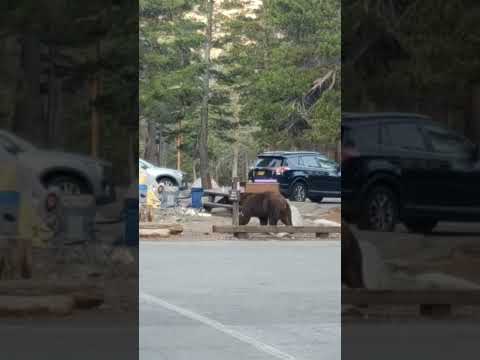 Video: Leirintä Big Bearissa, Kaliforniassa