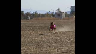 Rhodesian Ridgeback A Brave Dog Breed #youtube #ytshorts #shorts