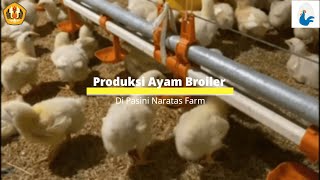 Proses Produksi Ayam Broiler di Pasini Naratas Farm Ciamis