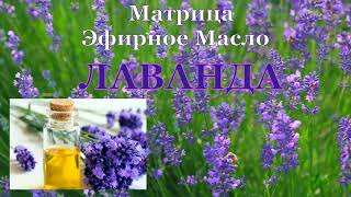 Матрица Гаряева🌼Лаванда Эфирное Масло💠Matrix Garyaev🌼Lavender Essential Oil