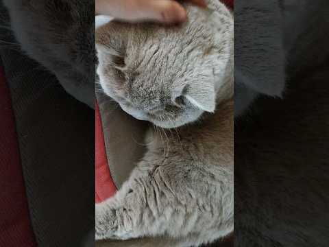 #рекомендации #cat #природа #кот #коты #прикол #юмор #nature #cats #shorts #humor #bee #movie #кино
