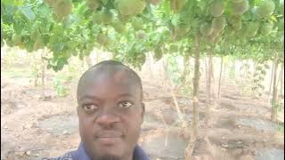 OKULIMA OBUTUNDA, KAWANDA TYPE, call 0784737701