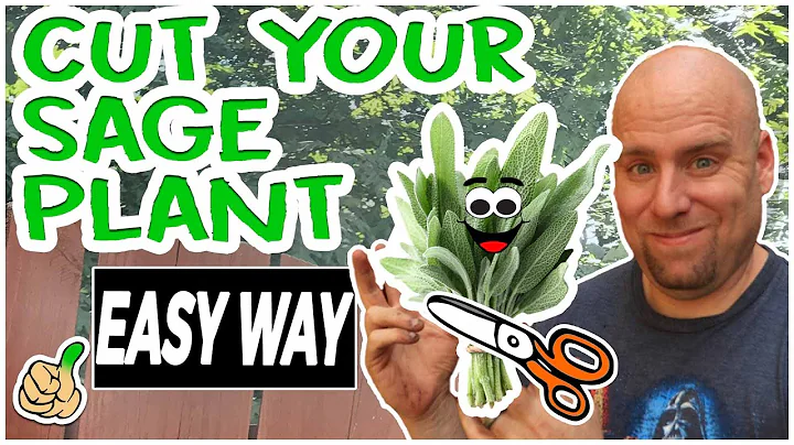 Cut Sage Back | Sage Pruning to Promote Further Gr...