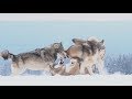 Test sony a6500 slowmotion with wolves  horkai