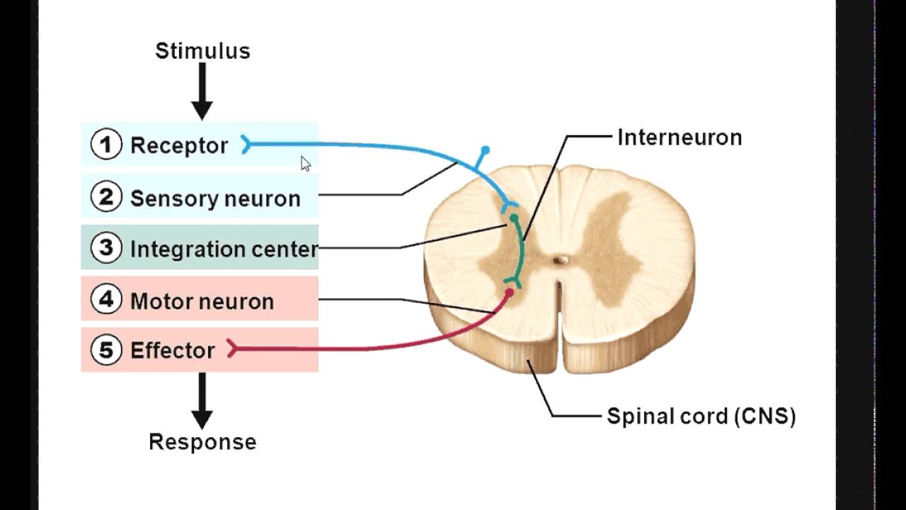 Sensory receptor Integration center Effector mp4 - YouTube