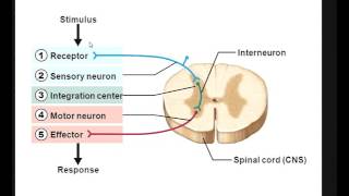 Sensory receptor  Integration center  Effector mp4