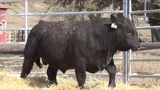 Lot 44 - VE CUT R BARTEL 48G