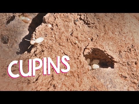 Vídeo: Como são os restos de cupins?