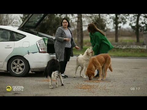 თინას და მისი 17 მეგობრის ისტორია რუბრიკაში #თათების_იმედი