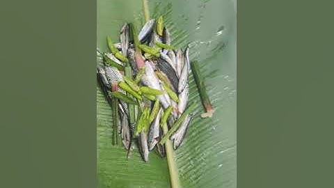 cá suối nướng lá chuối