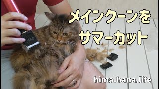 メインクーンをサマーカット【猫動画】cat's trimming