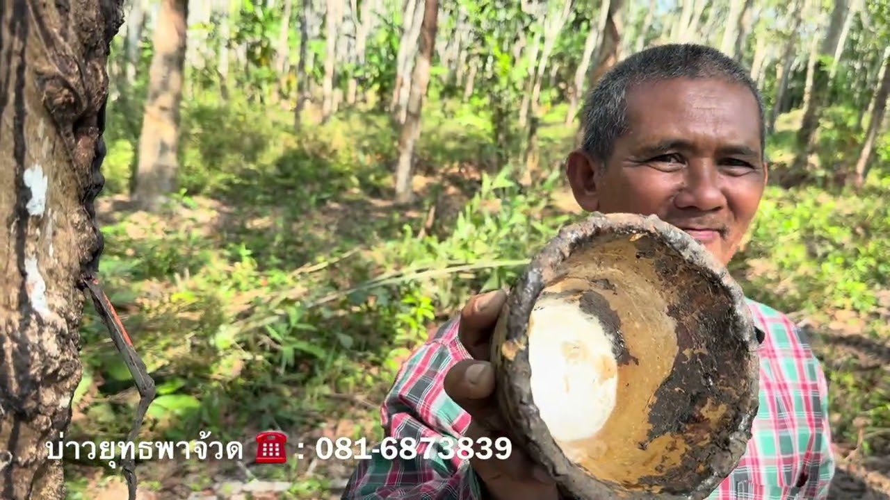 ฟื้นฟูสวนยางพาราก่อนจะตัดทั้งสวนด้วยจุลินทรีย์พด. สูตรบลาสซีส อ.พรต | บ่าวยุทธพาจ้วด