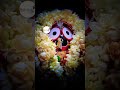 Adharapana Bhog On Three Chariots Adharpana Niti..#Adharpana #jagannath #rathyatra #jagannathpuri