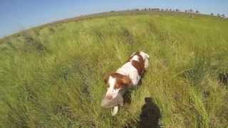 AKC Senior Hunt Test, Gage's 2nd Leg  720p