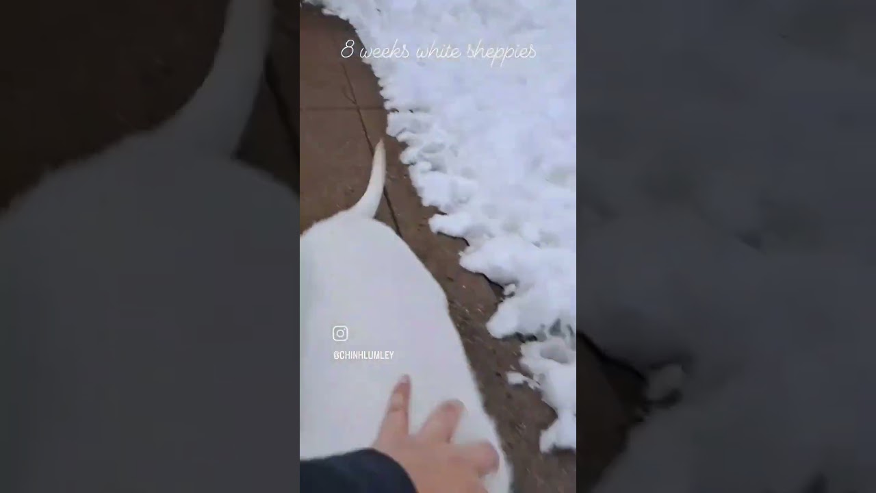 white sheppies at 8 weeks