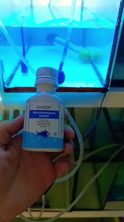 Зачем добавлять Метиленовый синий в аквариум с икрой? #aquarium # ...