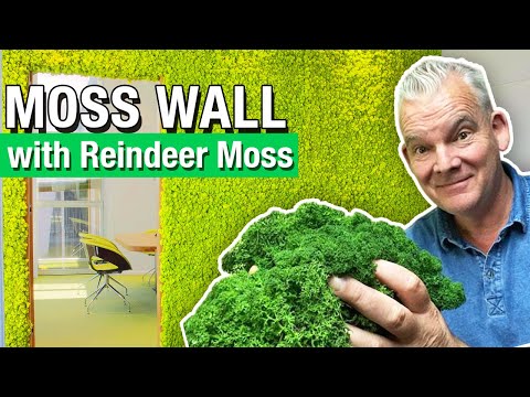 Video: Ano ang gamit ng reindeer moss?