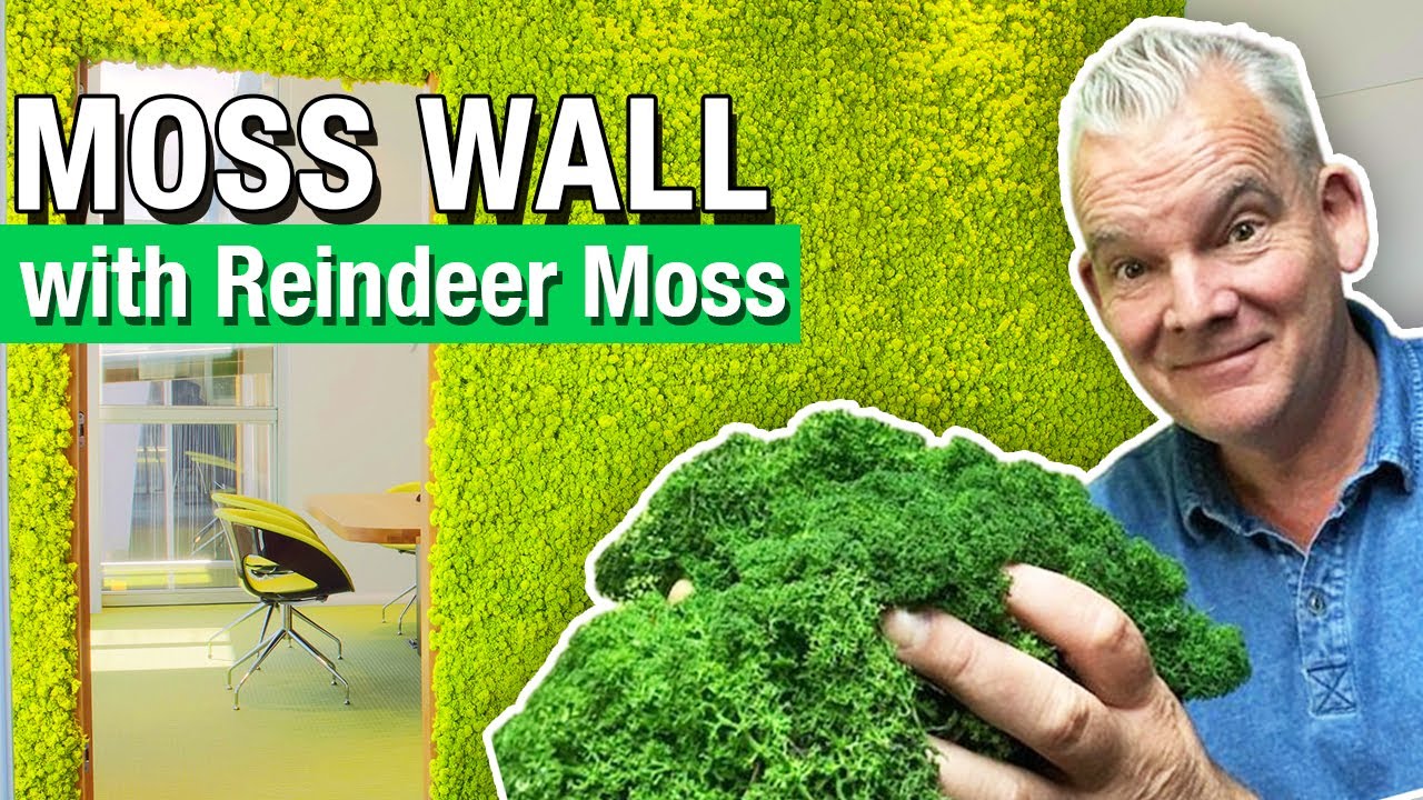 How to Build a Moss Wall With Reindeer Moss 
