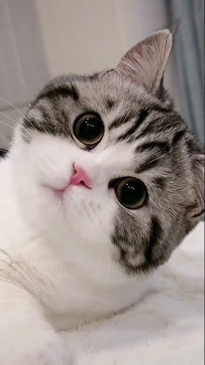 That's The Cutest Thing I've Ever Seen Cutest Cats You'll Ever See! - YouTube
