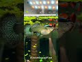 Guppy Fish Setup. #aquarium #ytshorts #bettafish #mollyfish ##viral