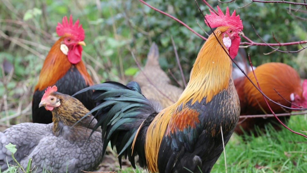 1 minuut natuur: kleurrijke kraaiende hanen - YouTube
