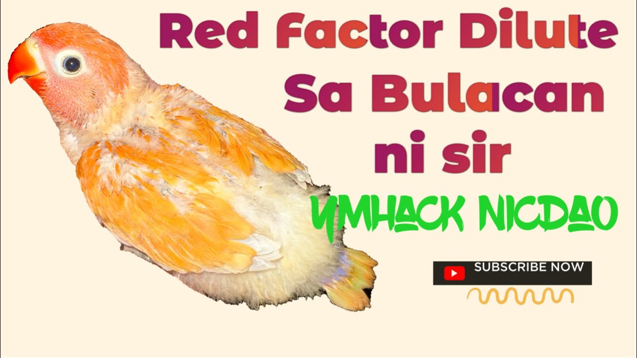 Red Factor Dilute sa Bulacan @ (Ymhack Nicdao Aviary)