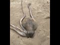 Esse animal parece um ALIEN!!!