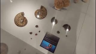 Fósseis de Amonita 🐚