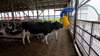 New DeLaval Cow Brush