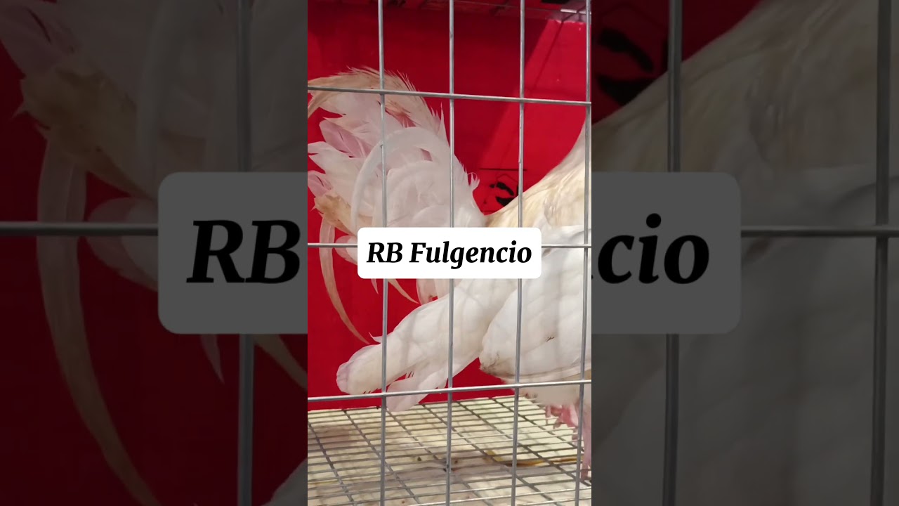 IGF Hobby Expo 2025 | Richard Fulgencio 