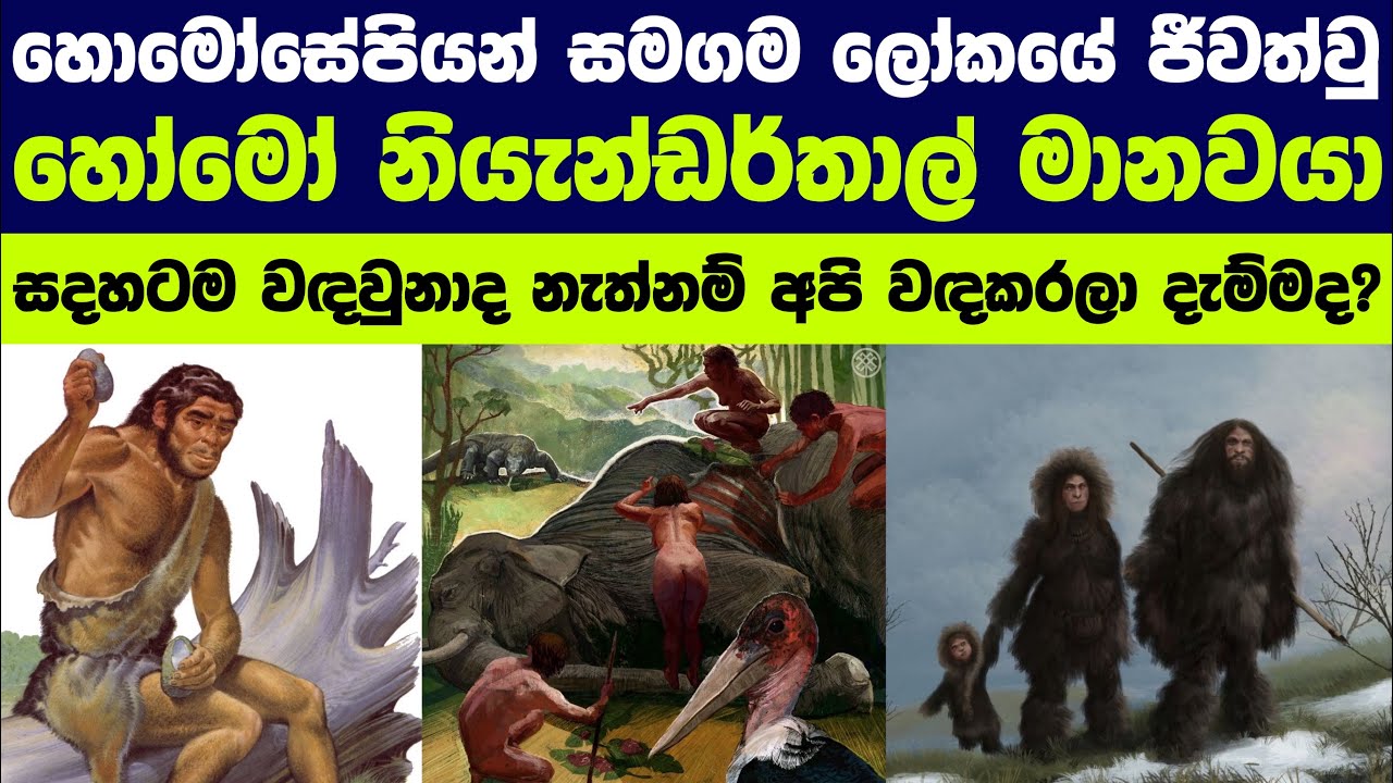 හෝමෝ නියැන්ඩර්තාල් මානවයා පිලිබඳ විශ්මිත තොරතුරු රැසක් | Neanderthal man 🧬🧠