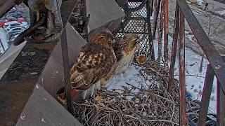Watch Big Red And Arthur Visit Cornell Hawks Nest For First Time In 2026 | Feb. 13, 2026