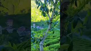 Birkiz Sevdim Geçmişte Sesini Unutamam