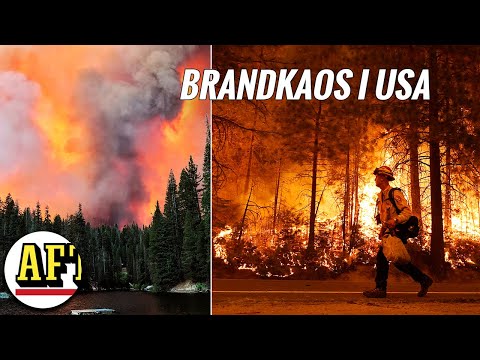 Video: Hur Man Stoppar Skogsbränder I Sibirien