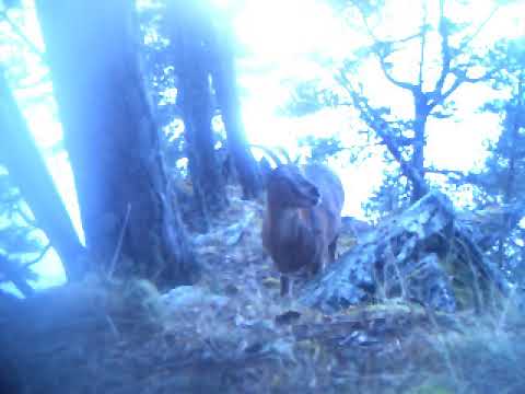 ჯიხვი თუშეთის ეროვნულ პარკში | Tusheti National Park