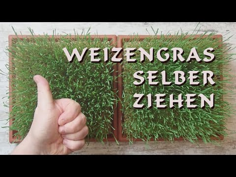 Video: Wheatgrass Benefits – Wie man Weizengras drinnen und draußen anbaut