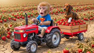 Download Lagu Monkey NaNa Goes to Harvest Strawberries😱 Discovers a Worm Invasion — His SMART Move Saves the Farm! MP3