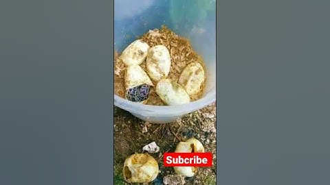 telur Ular Phyton menetas #short #snake #phyton