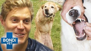 Top 5 Famous Pets ⭐ | Bondi Vet Compilation